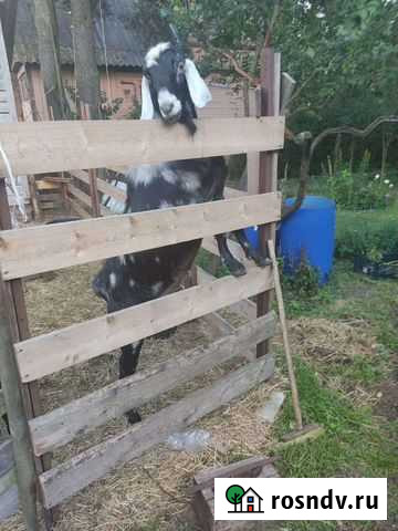 Козел Санкт-Петербург - изображение 1