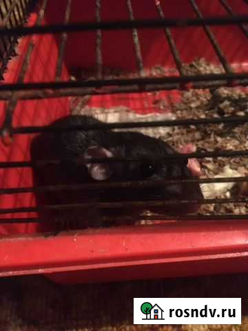 Крыса домашняя Жиздра - изображение 1