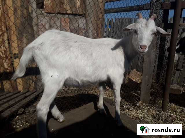 Козочки Красноярск - изображение 1