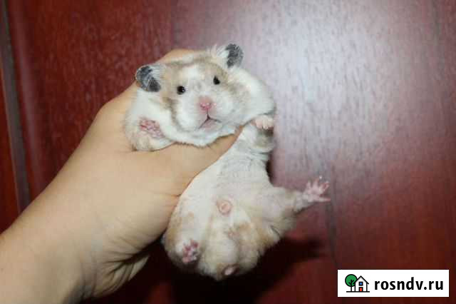 Хомяки сирийские молодняк Санкт-Петербург - изображение 1
