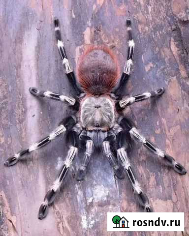 Паук птицеед Кузнецк - изображение 1