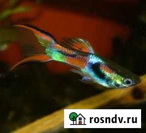 Гуппи Эндлера.Креветки.Пецилии.Карликовый рак Раменское - изображение 1