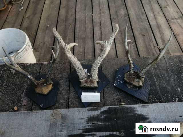 Рога косуль-1т.р/шт Домна - изображение 1
