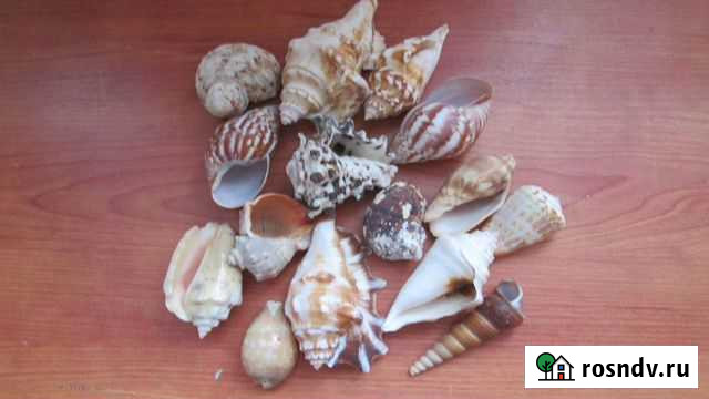 Ракушки Люберцы - изображение 1