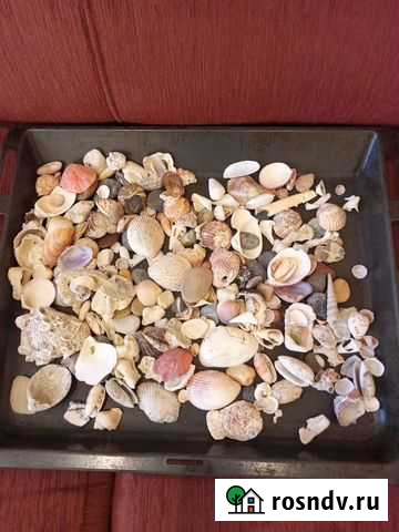 Ракушки Омск - изображение 1