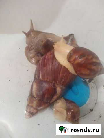 Улитка ахатин Курган - изображение 1