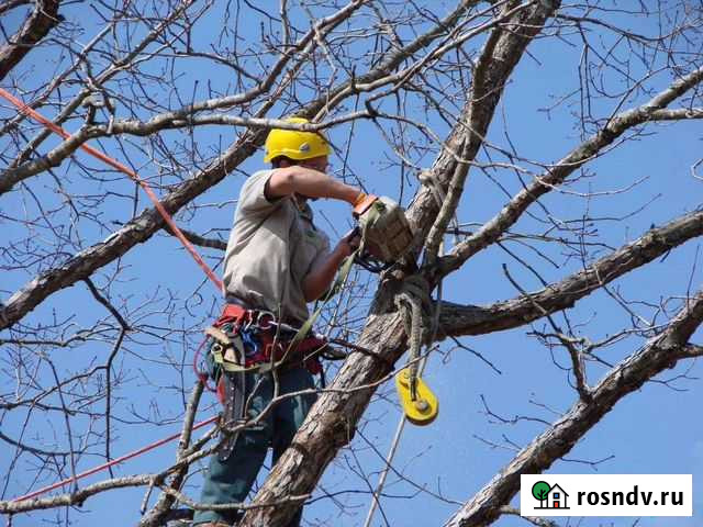 Спил деревьев Малоярославец - изображение 1