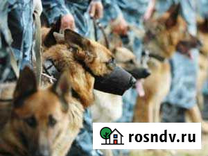 К9: Собачья работа. Кинолог - дрессировщик Миасс - изображение 1