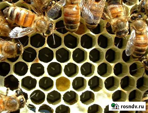 Продаю пчеломаток карника Прикубанский - изображение 1