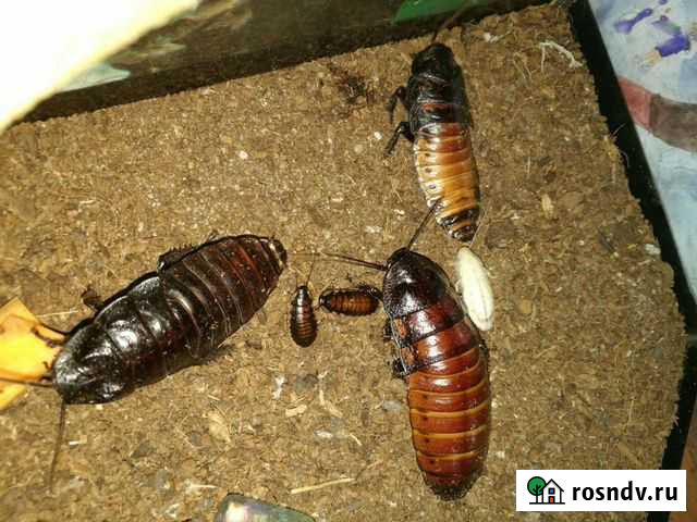 Мадагаскарский таракан Омск - изображение 1