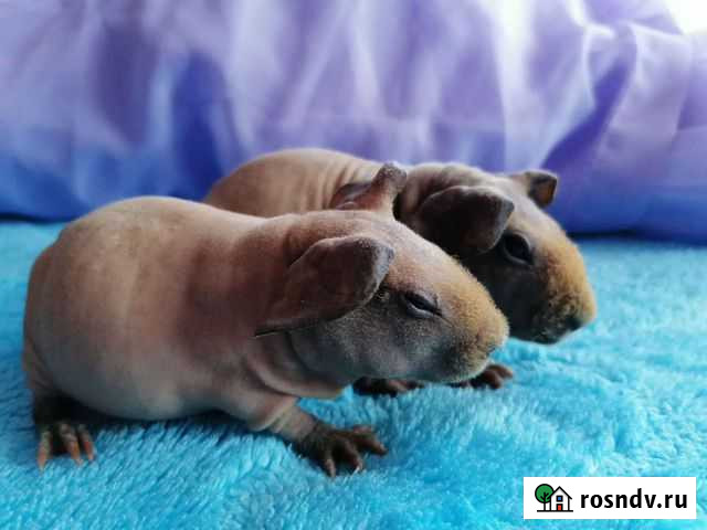 Морские свинки скини Славянск-на-Кубани - изображение 1