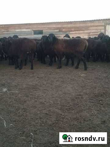 Продаю ярки на племя Краснотуранск - изображение 1