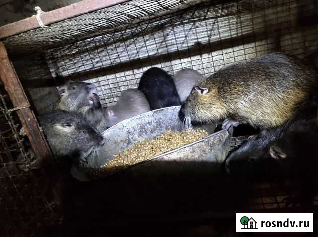 Нутрии Солнцево - изображение 1