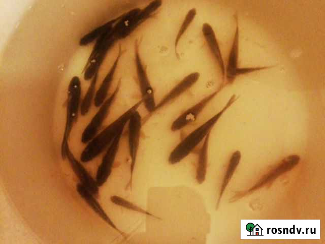 Карась Псков - изображение 1