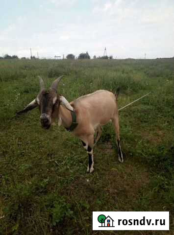 Козы помесь нубийцы и альпийцы Новоукраинский - изображение 1