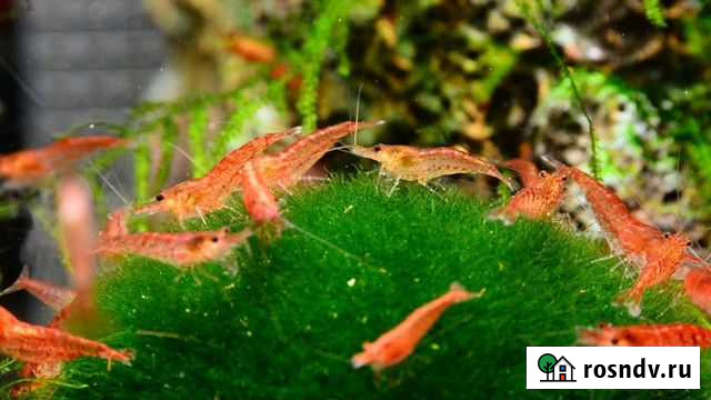 Креветка вишня Новосибирск - изображение 1