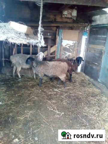 Продам курдючных овец Шарыпово - изображение 1