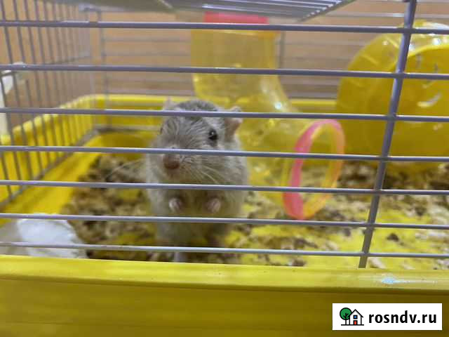 Песчанка Гуково - изображение 1