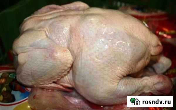 Куры-бройлеры Саратов - изображение 1