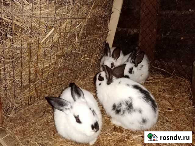 Кролик Новоалтайск - изображение 1