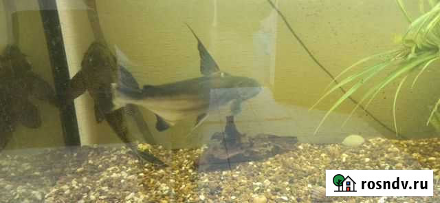 Акулий сом (Пангасиус) домашняя мини-акула Уфа - изображение 1