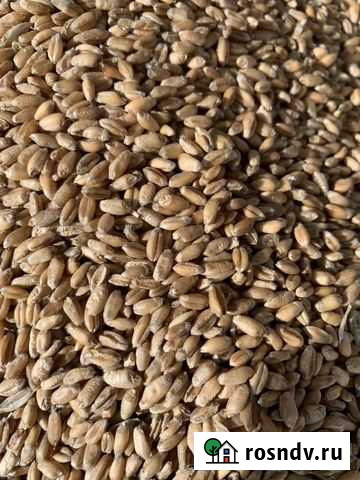 Пшеница, зерно, отруби, дробленка, прокорм Саяногорск - изображение 1