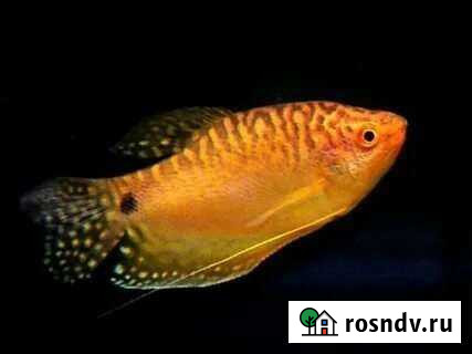 Золотой гурами Заринск - изображение 1