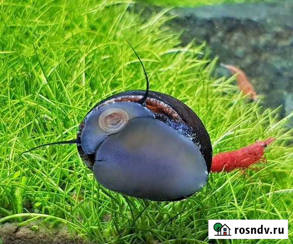 Неретина Теодоксус - Каска или Черная Неретина Пушкино - изображение 1