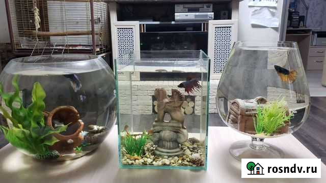 Петушок, готовый комплекс Пермь - изображение 1