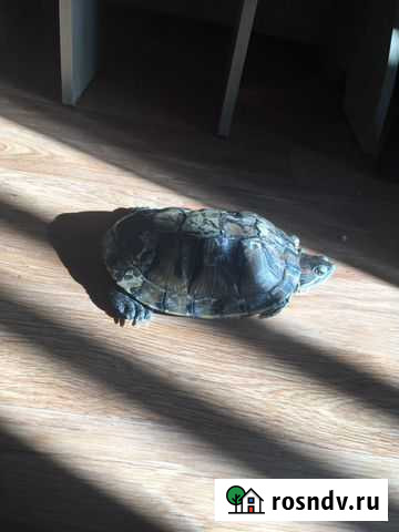 Красноухая черепаха бесплатно Новосибирск - изображение 1