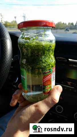 Водоросли ряска Челябинск - изображение 1