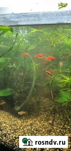 Меченосцы Губкинский - изображение 1