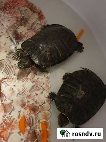 Красноухая черепаха бесплатно Волоколамск - изображение 1