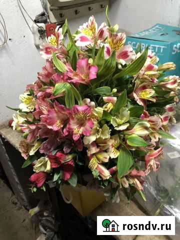 Цветок Альстермерия, Перуанская Лилия Жаворонки - изображение 1