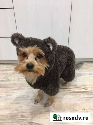 Комбинезон для маленькой собаки Рыбинск - изображение 1