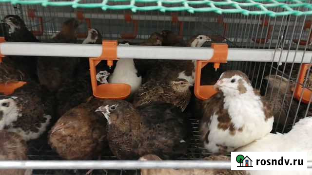 Перепелки несушки Набережные Челны - изображение 1