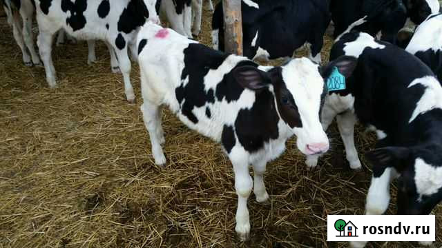 Бычки резвые, телята Усть-Лабинск - изображение 1