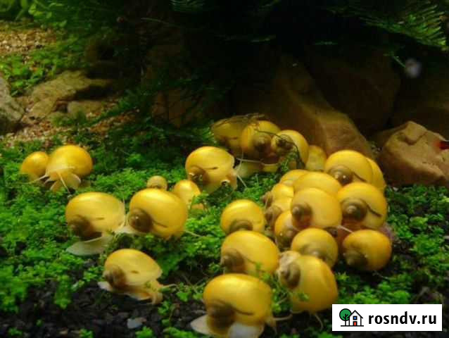 Улитята ампулярий Звенигород - изображение 1