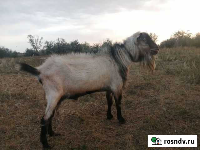 Козёл Бузулук - изображение 1