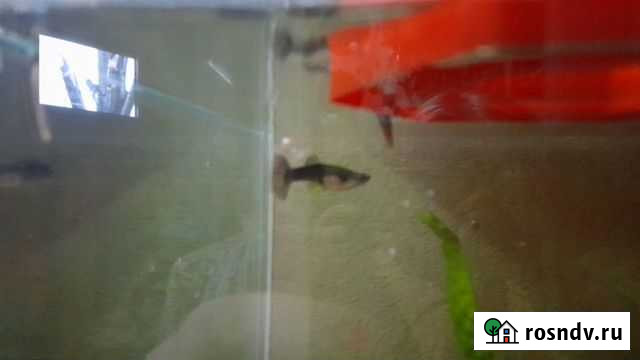 Аквариумные рыбки гуппи Касли - изображение 1