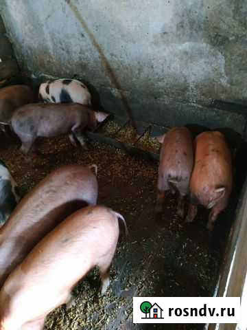 Поросята породы Дюрок Юрга - изображение 1