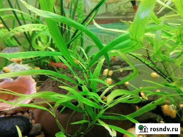 Аквариумные растения, ампулярии и прилипальчики (а Воронеж - изображение 1