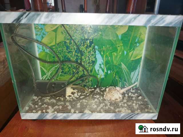 Аквариум Братск - изображение 1