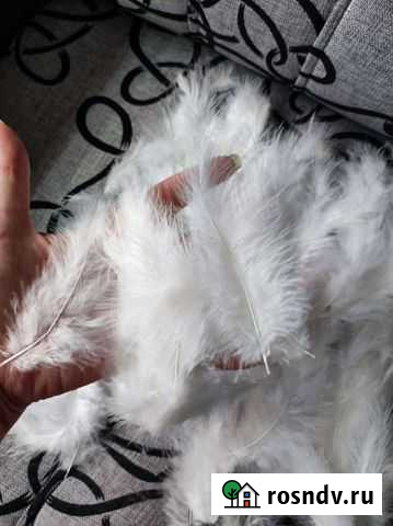 Перья белые Новокузнецк - изображение 1