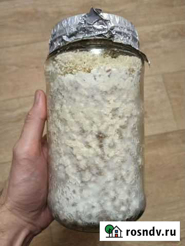 Ежовик Гребенчатый зерномицелий на проростках Волгоград - изображение 1