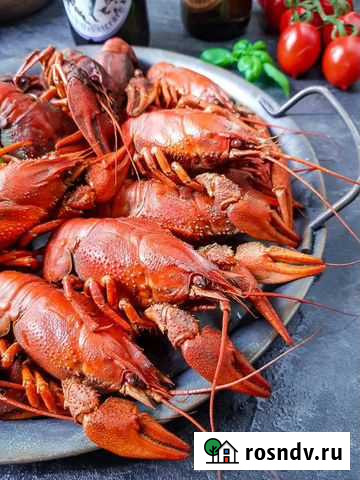 Раки живые и вареные Нижний Новгород - изображение 1