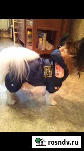Новый зимний комбинезон для собаки, 3 размера Пермь - изображение 1