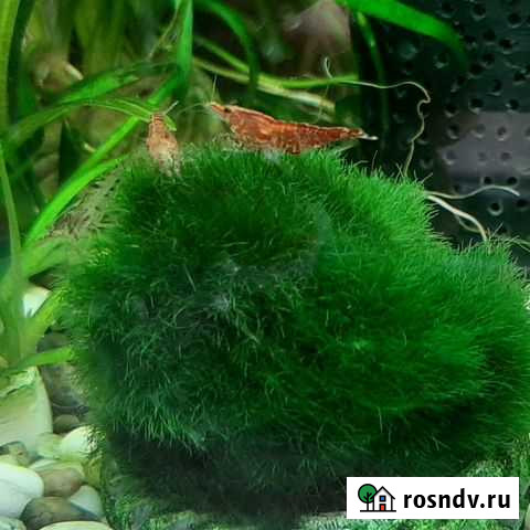 Креветки аквариумные Набережные Челны - изображение 1