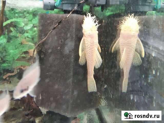 Сом анциструс крупный Новосибирск - изображение 1