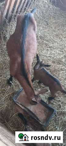 Чешские козы Рязань - изображение 1